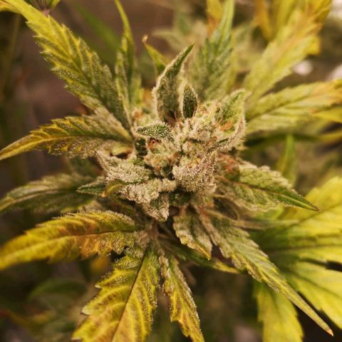 Sour d auto  growlog timeline photo
