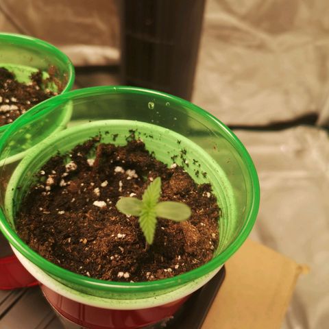 Critical pk growlog timeline photo