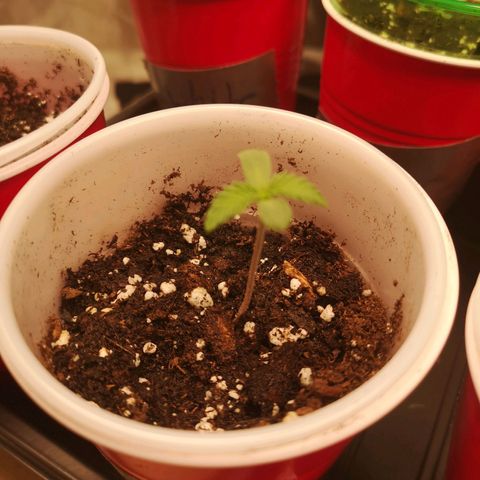 Runtz s1 growlog timeline photo