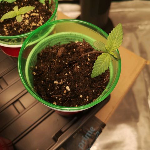 Critical pk growlog timeline photo