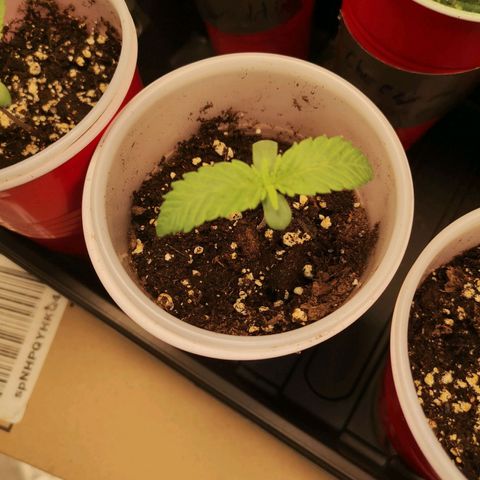 Runtz s1 growlog timeline photo