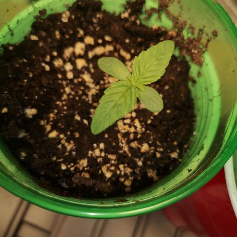 Cherry gar see ya growlog timeline photo