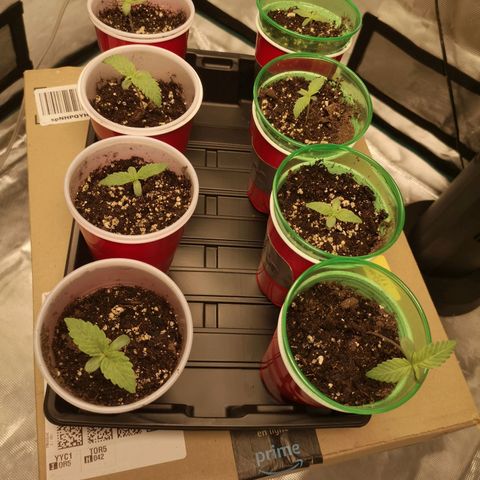 Critical pk growlog timeline photo