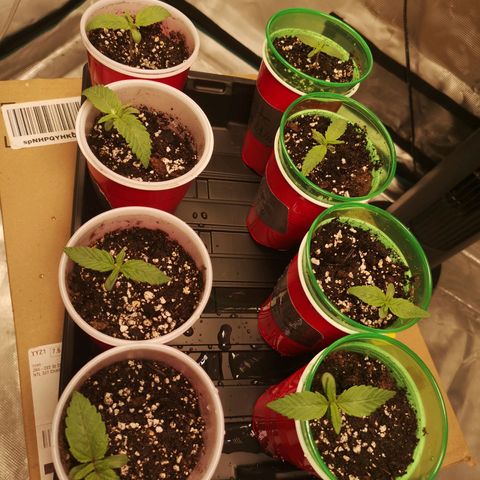 Critical pk growlog timeline photo