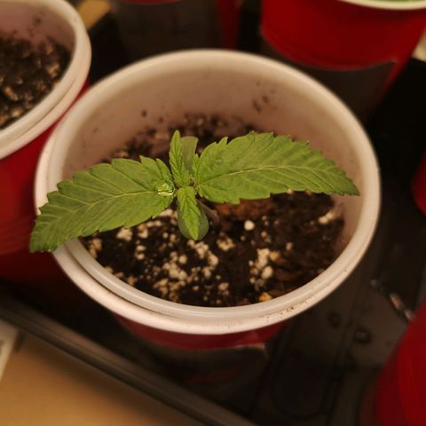 Runtz s1 growlog timeline photo