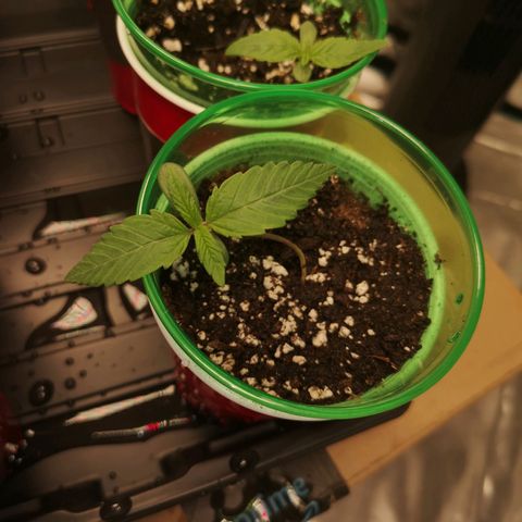 Critical pk growlog timeline photo