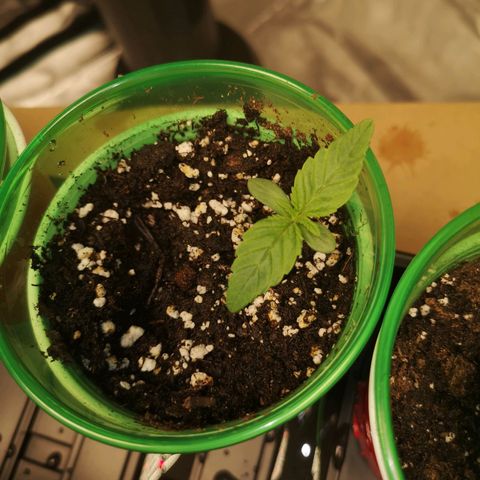 Cherry gar see ya growlog timeline photo