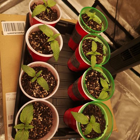 Critical pk growlog timeline photo
