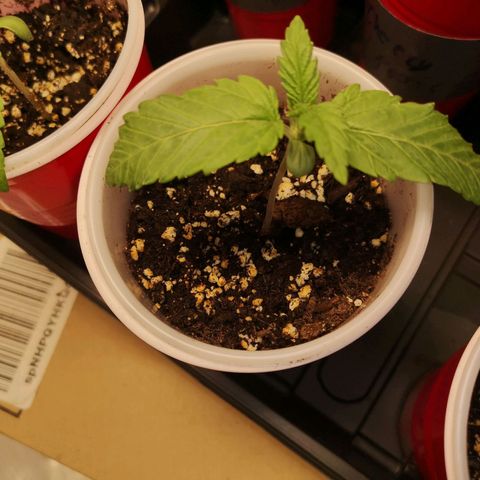 Runtz s1 growlog timeline photo