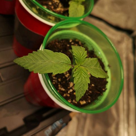 Critical pk growlog timeline photo
