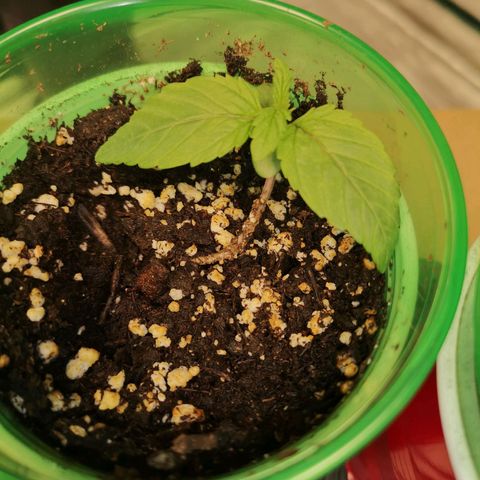 Cherry gar see ya growlog timeline photo