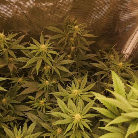 Blueberry cookies growlog timeline photo