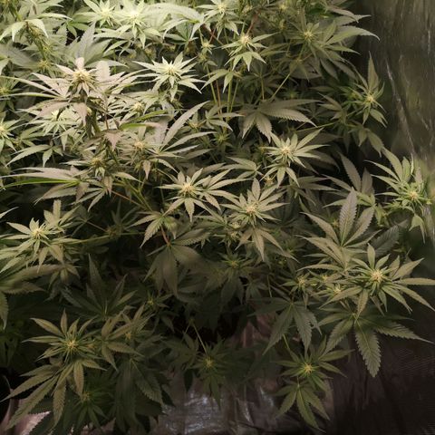 Banana daddy growlog timeline photo