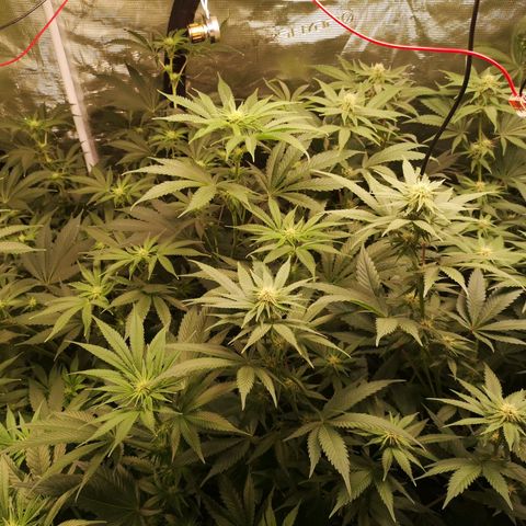 Orange cookie chem growlog timeline photo