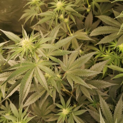 Mandarin cookies v3 growlog timeline photo