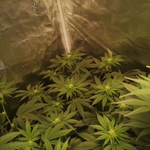 Mystic growlog timeline photo