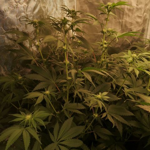 Purple punch cookies growlog timeline photo