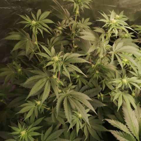Purple punch cookies growlog timeline photo