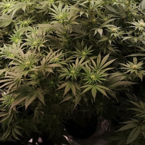 Planet of the grapes  growlog timeline photo