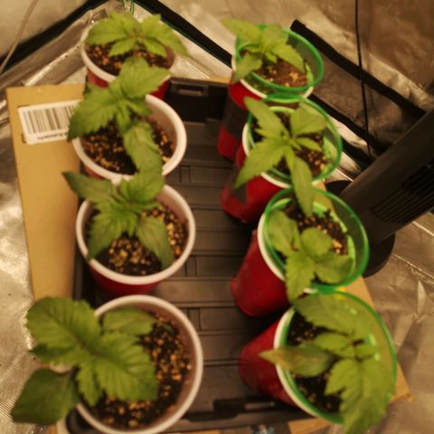 Critical pk growlog timeline photo