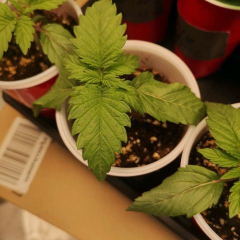 Runtz s1 growlog timeline photo