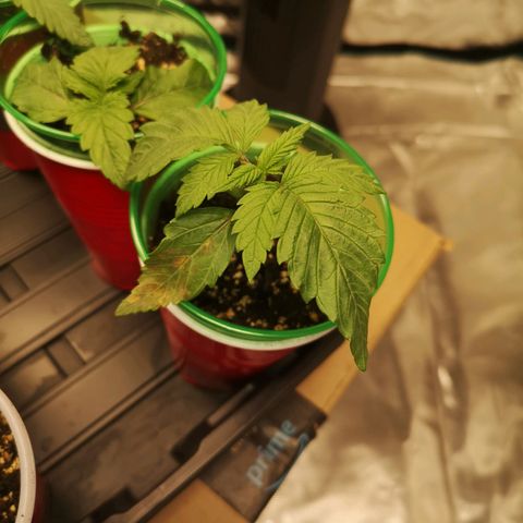 Critical pk growlog timeline photo