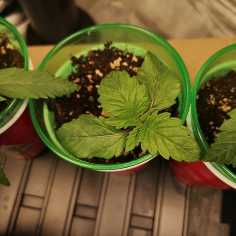 Cherry gar see ya growlog timeline photo