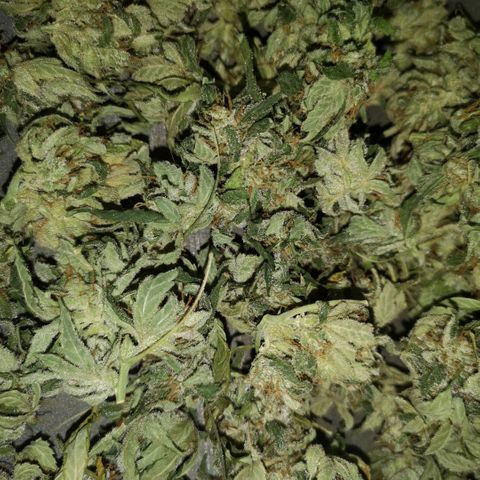 Sour d auto  growlog timeline photo