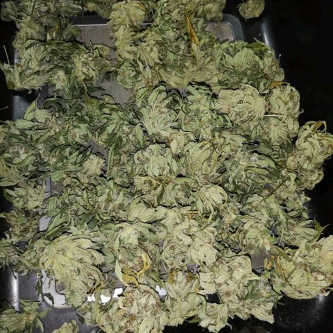 Sour d auto  growlog timeline photo