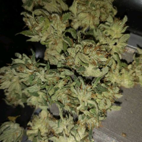 Sour d auto  growlog timeline photo