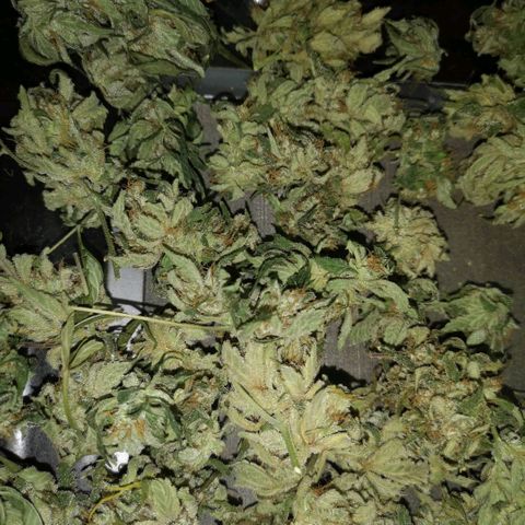 Sour d auto  growlog timeline photo