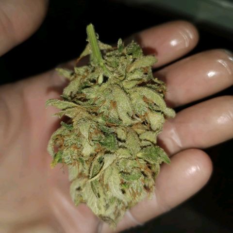 Sour d auto  growlog timeline photo