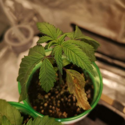 Critical pk growlog timeline photo