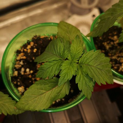 Cherry gar see ya growlog timeline photo