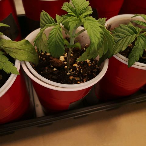 Runtz s1 growlog timeline photo