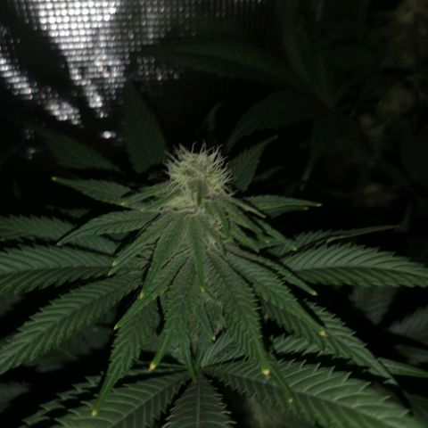 Blueberry cookies growlog timeline photo