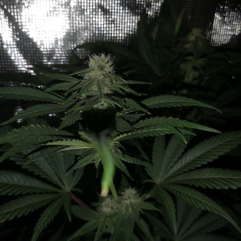 Blueberry cookies growlog timeline photo