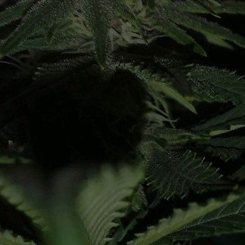 Blueberry cookies growlog timeline photo