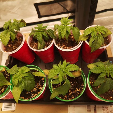 Critical pk growlog timeline photo