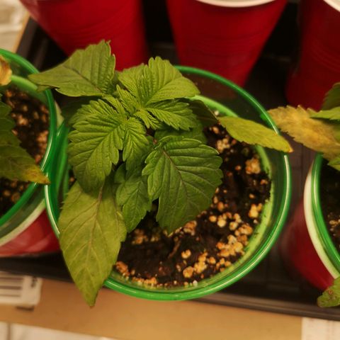 Cherry gar see ya growlog timeline photo
