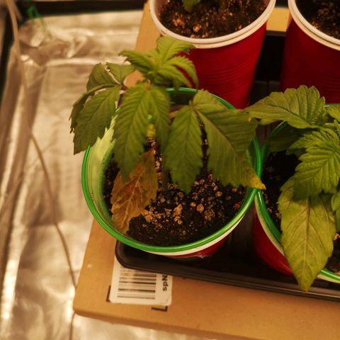 Critical pk growlog timeline photo