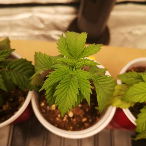 Runtz s1 growlog timeline photo