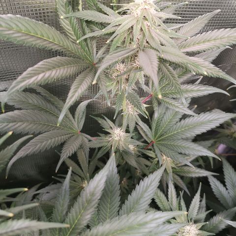 Blueberry cookies growlog timeline photo