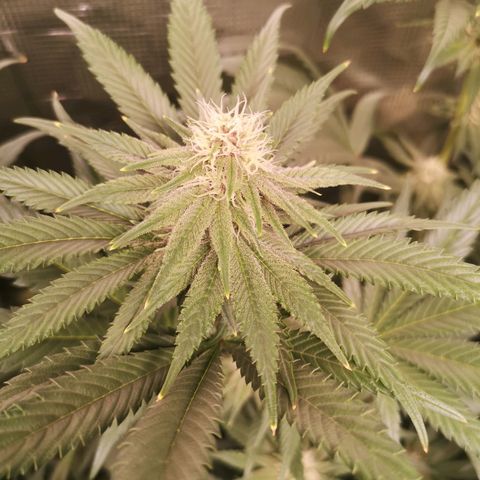 Blueberry cookies growlog timeline photo