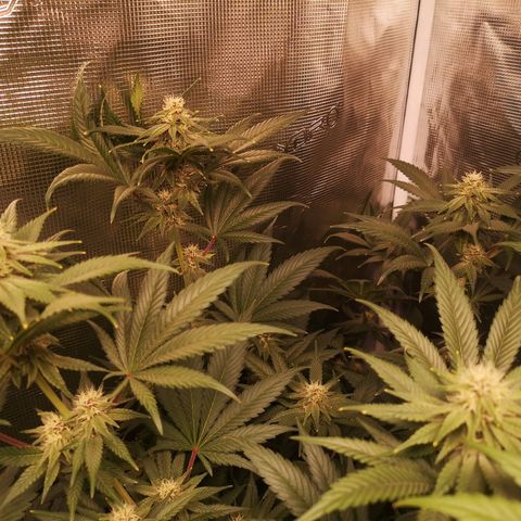 Blueberry cookies growlog timeline photo