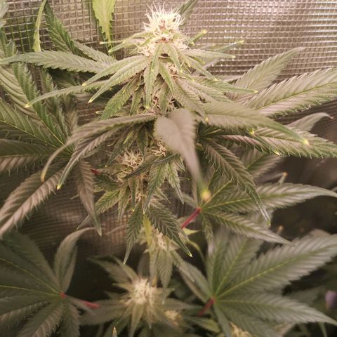 Blueberry cookies growlog timeline photo