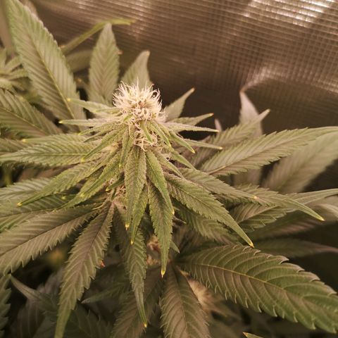 Blueberry cookies growlog timeline photo