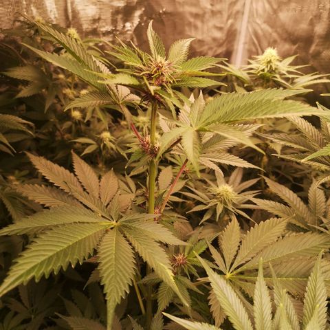 Tropicanna poison fast growlog timeline photo