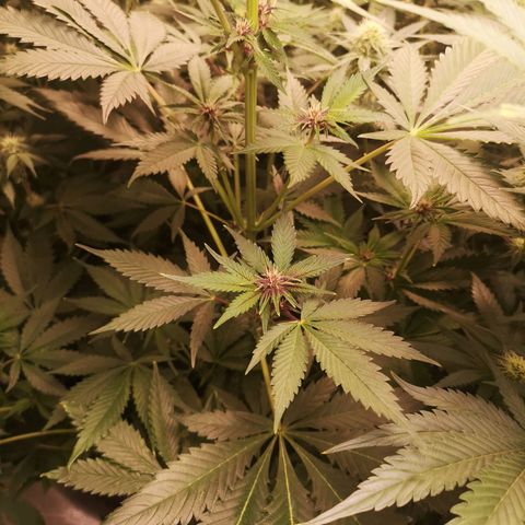 Tropicanna poison fast growlog timeline photo