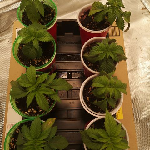 Critical pk growlog timeline photo